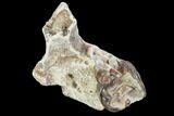 Hyracodon (Running Rhino) Jaw Section - South Dakota #99554-1